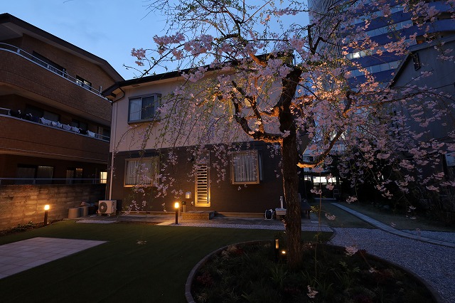 夜桜がひきたつお庭のライトアップ　株式会社グリーンケア 川崎多摩店　神奈川県S様邸 Spectacular garden lighting by lighting professionals. Enjoy a dramatic, romantic, even mysterious scene comparing to a day time.